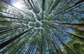 Bäume Himmel